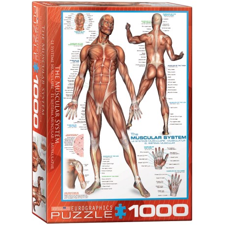Puzzle 1000 pièces - Le système musculaire