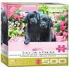 Puzzle 500 pièces -  Labradors noirs dans une boîte rose