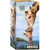 Puzzle 250 pièces -  Girafes