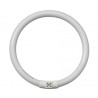 Tube circulaire Daylight 22W
