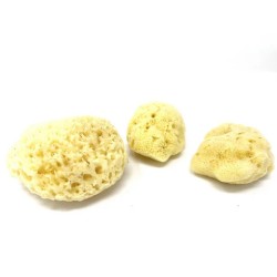 Eponge naturelle pour artistes