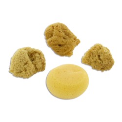 Lot d'éponges naturelles assorties pour artistes