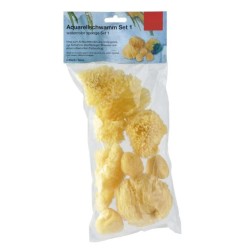 Lot d'éponges naturelles assorties pour artistes