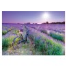 Puzzle 1000 pièces - Vélo dans un champ de lavande